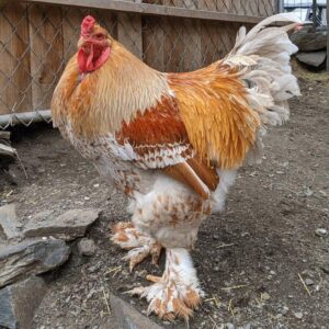 Brahma chicken
