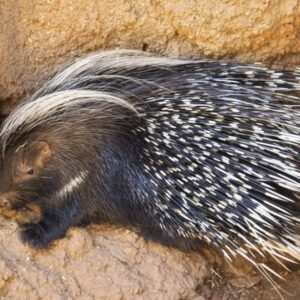Porcupine Baby